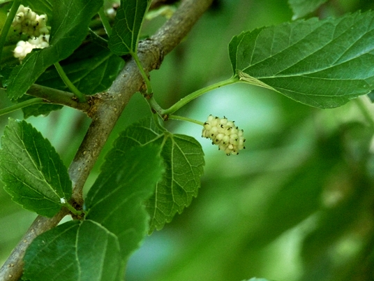 {Morus alba}